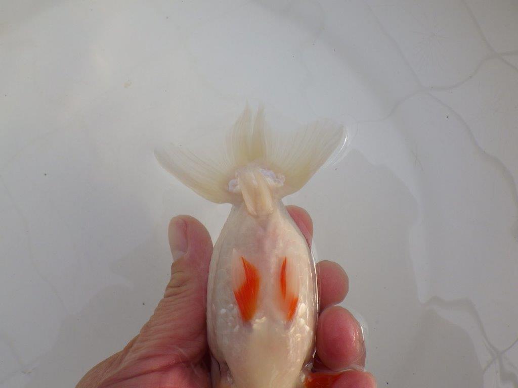 【浜松 高林 優 氏】口紅付きの可愛いらんちゅう 約13㎝  メス？