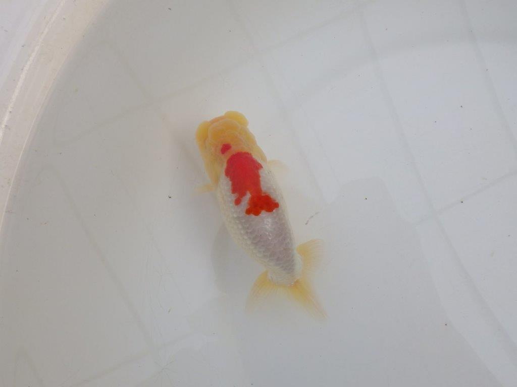 【浜松 高林 優 氏】背腰の綺麗なフンタンらんちゅう 約12,5㎝  オス