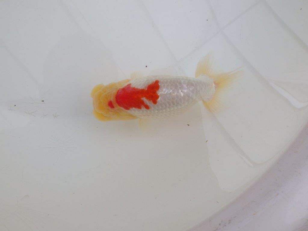 【浜松 高林 優 氏】背腰の綺麗なフンタンらんちゅう 約12,5㎝  オス