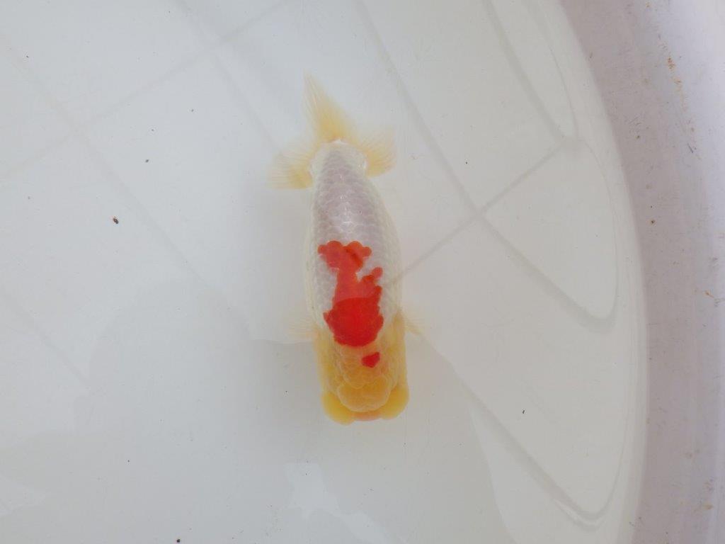 【浜松 高林 優 氏】背腰の綺麗なフンタンらんちゅう 約12,5㎝  オス