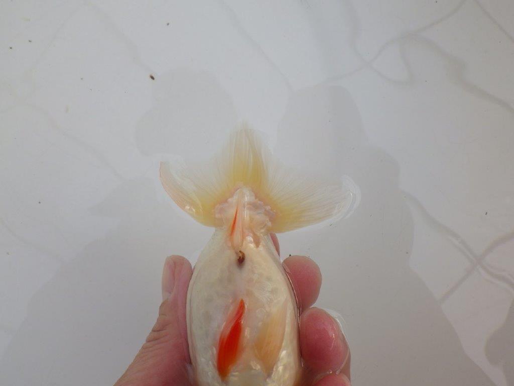 【浜松 高林 優 氏】背腰の綺麗なフンタンらんちゅう 約12,5㎝  オス