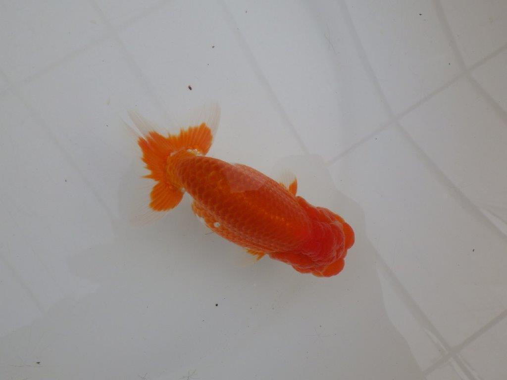 【浜松 高林 優 氏】尾皿が多く種にもお勧めならんちゅう 約12,5㎝  オス