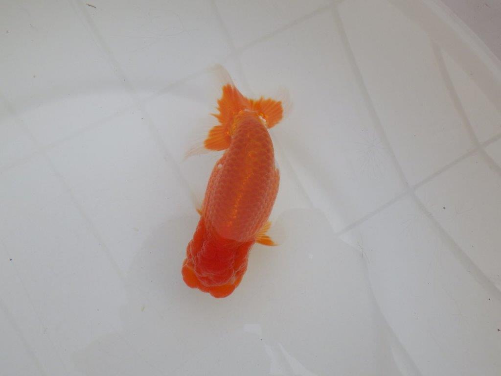 【浜松 高林 優 氏】尾皿が多く種にもお勧めならんちゅう 約12,5㎝  オス