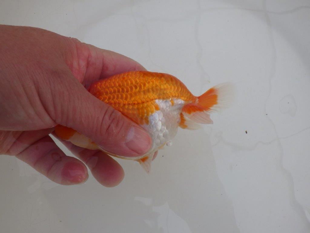 【浜松 高林 優 氏】尾皿が多く種にもお勧めならんちゅう 約12,5㎝  オス