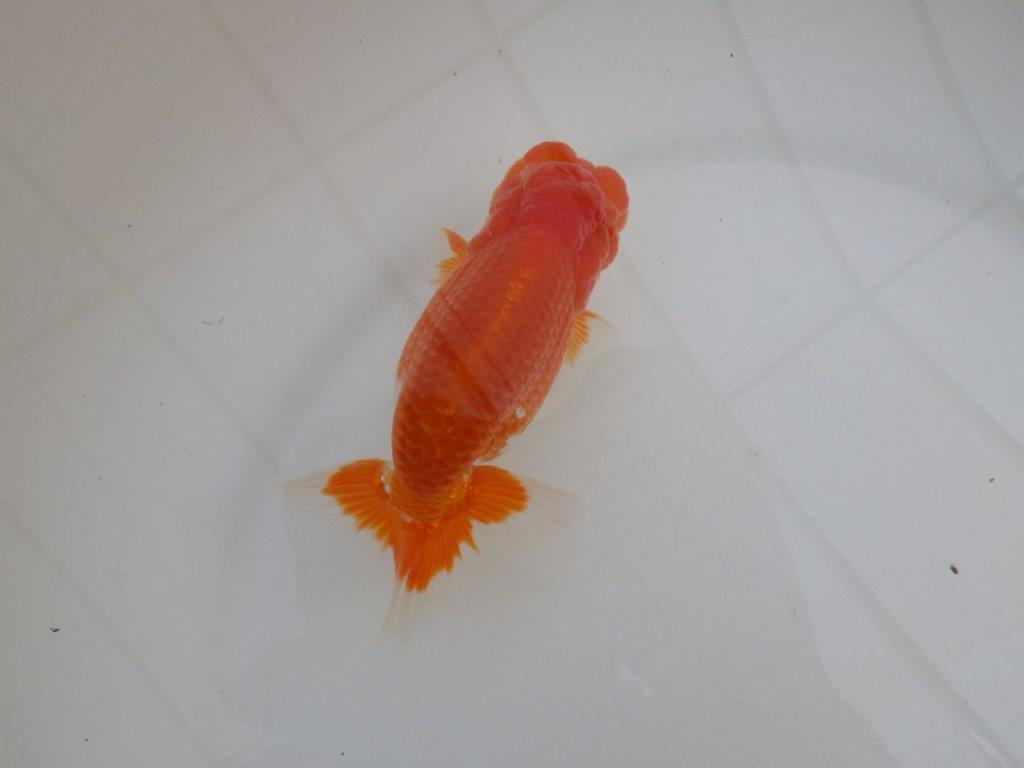 【浜松 高林 優 氏】尾皿が多く種にもお勧めならんちゅう 約12,5㎝  オス