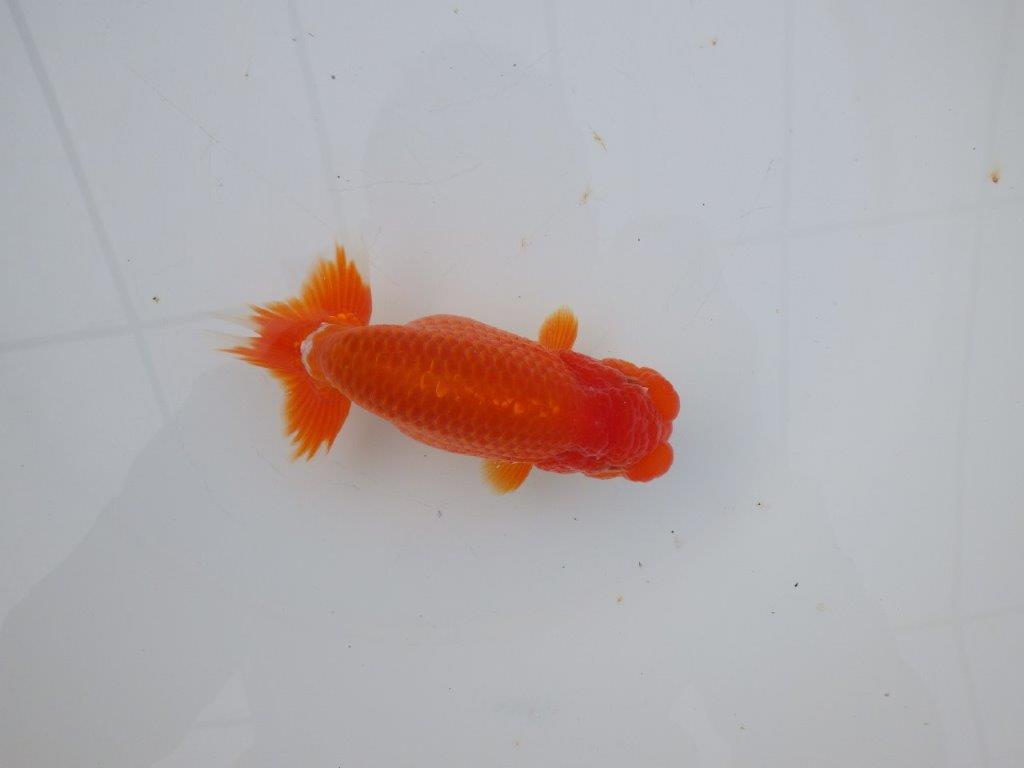 【愛知超ベテランブリーダー 都築氏 作出】お勧め当歳らんちゅう 約13,5㎝  四ッ尾 二本舵 オス