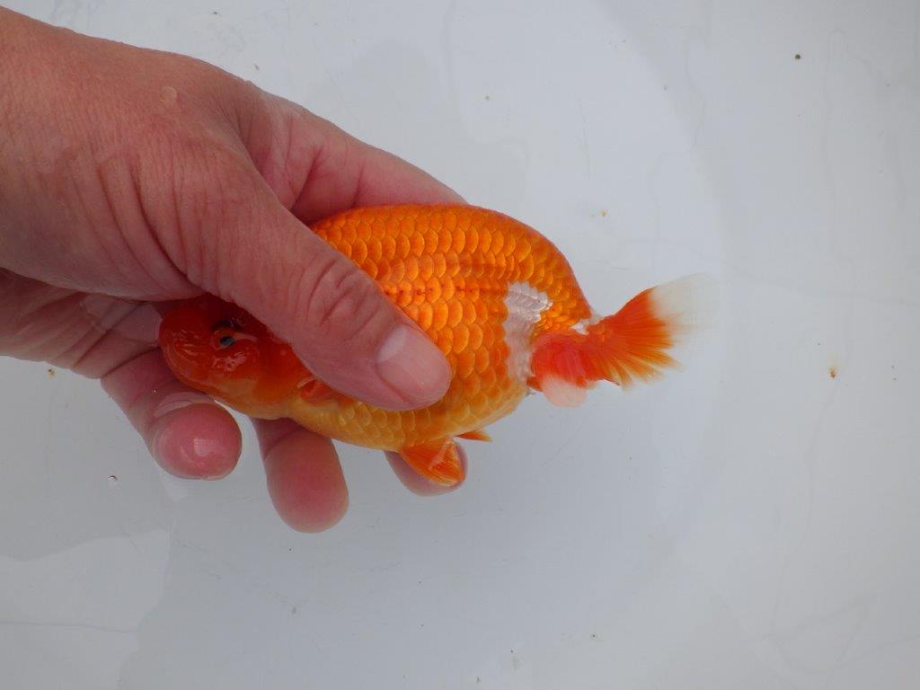 【愛知超ベテランブリーダー 都築氏 作出】お勧め当歳らんちゅう 約13,5㎝  四ッ尾 二本舵 オス