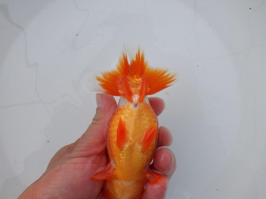 【愛知超ベテランブリーダー 都築氏 作出】お勧め当歳らんちゅう 約13,5㎝  四ッ尾 二本舵 オス