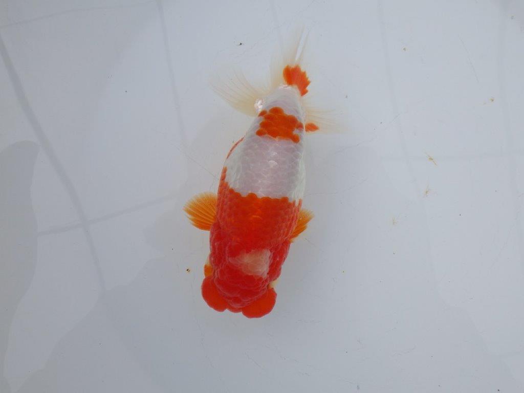 【愛知超ベテランブリーダー 都築氏 作出】インパクトのある当歳らんちゅう 約13,5㎝  四ッ尾 二本舵 オス