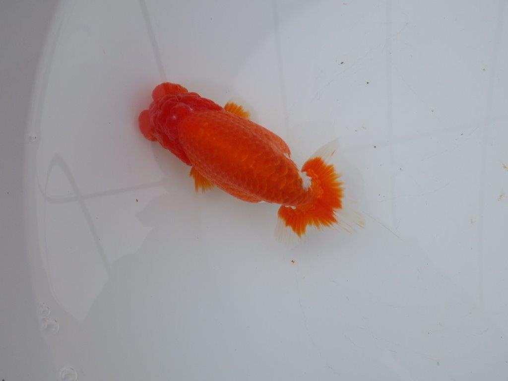 【愛知超ベテランブリーダー 都築氏 作出】二歳仕上げ!当歳らんちゅう 約13,5㎝  四ッ尾 二本舵 オス