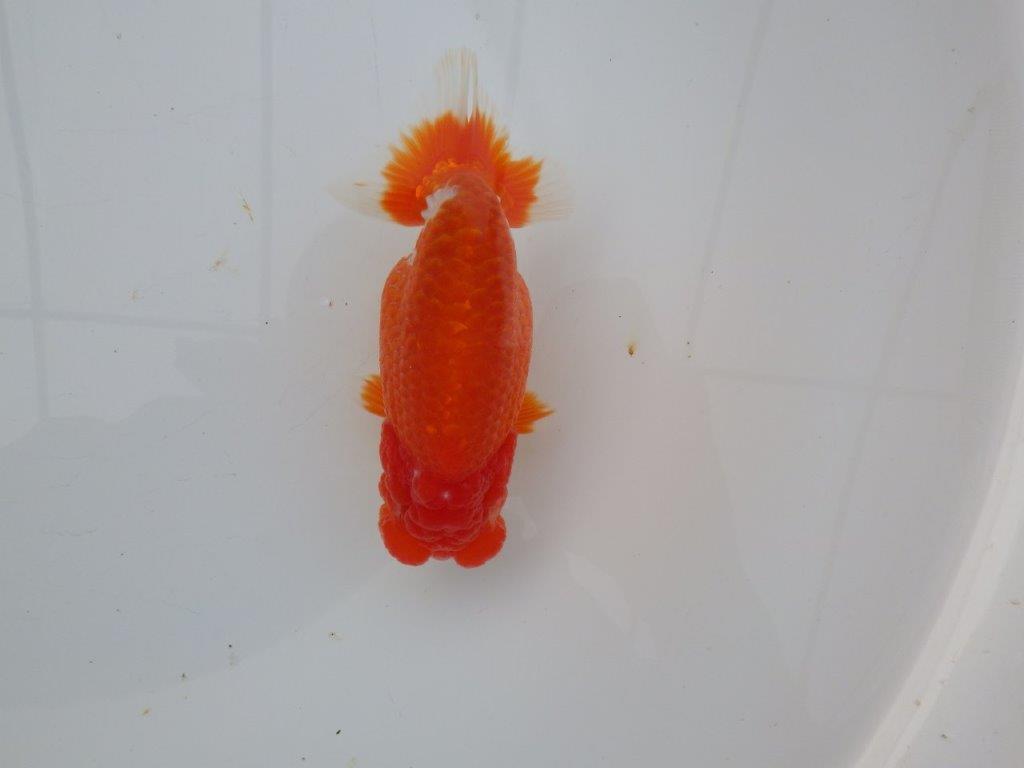 【愛知超ベテランブリーダー 都築氏 作出】二歳仕上げ!当歳らんちゅう 約13,5㎝  四ッ尾 二本舵 オス