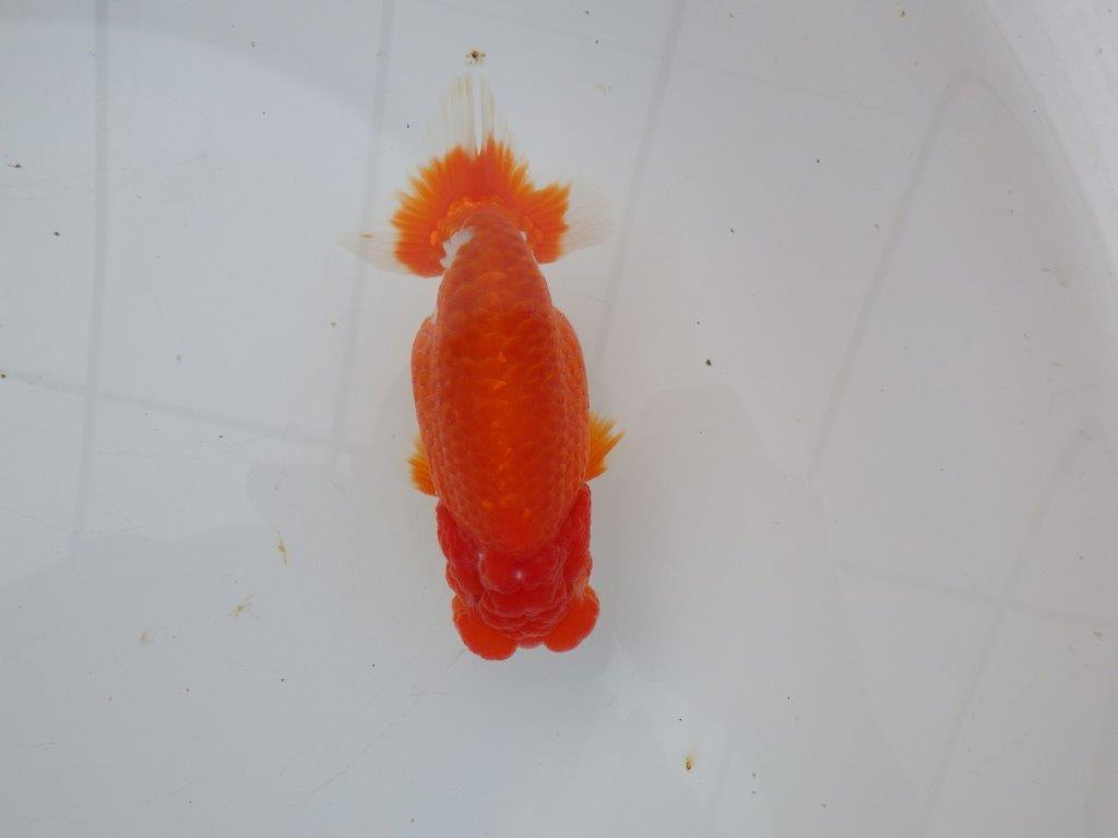 【愛知超ベテランブリーダー 都築氏 作出】二歳仕上げ!当歳らんちゅう 約13,5㎝  四ッ尾 二本舵 オス