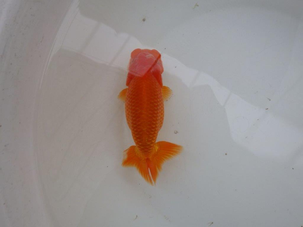 【 愛知ベテランブリーダー石黒氏 】二歳会に向けて!当歳らんちゅう 約15㎝ 四ッ尾 二本舵 メス