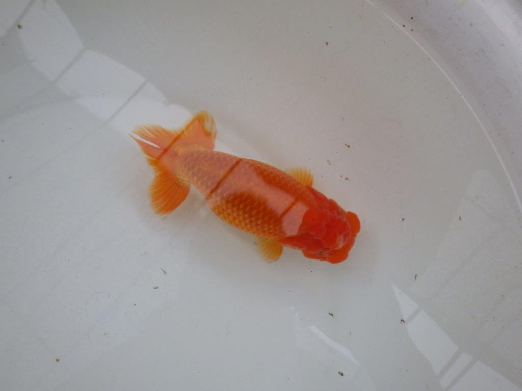 【 愛知ベテランブリーダー石黒氏 】二歳会に向けて!当歳らんちゅう 約15㎝ 四ッ尾 二本舵 メス