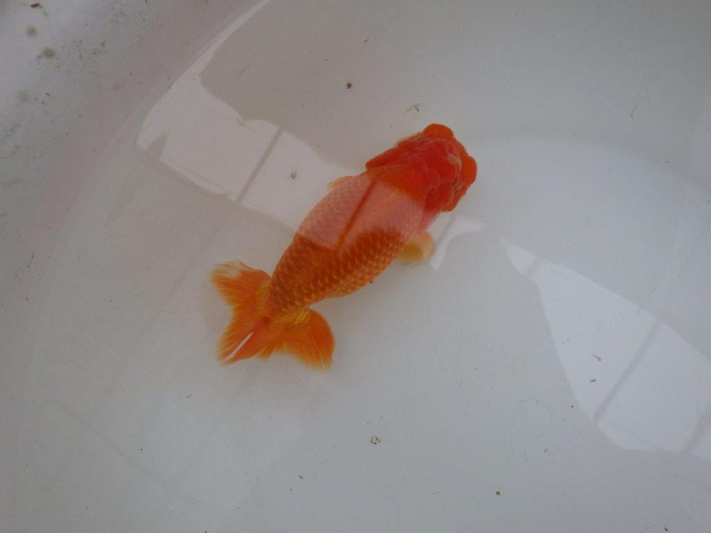 【 愛知ベテランブリーダー石黒氏 】二歳会に向けて!当歳らんちゅう 約15㎝ 四ッ尾 二本舵 メス