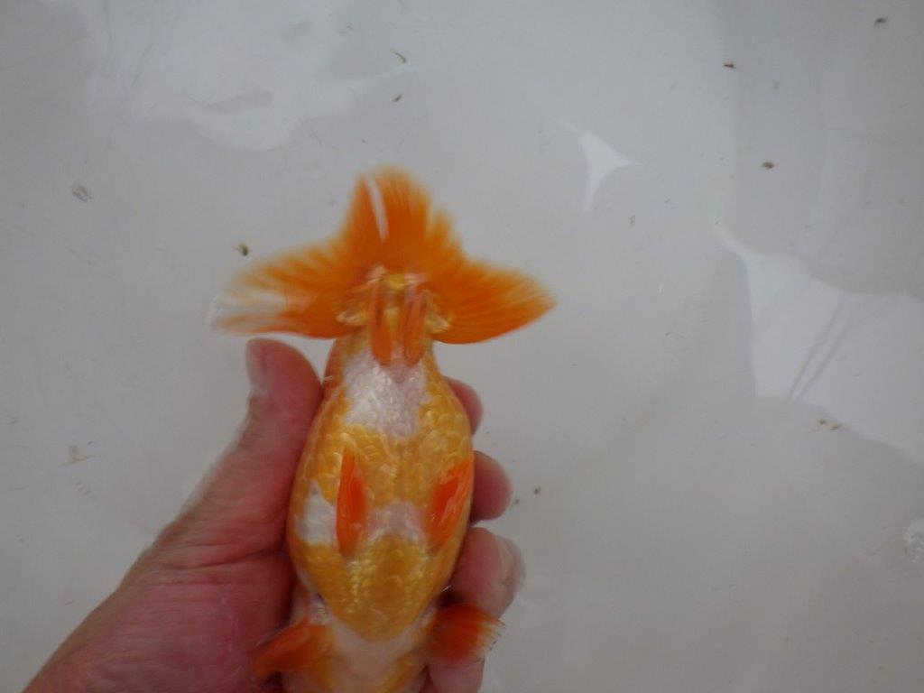 【 愛知ベテランブリーダー石黒氏 】二歳会に向けて!当歳らんちゅう 約15㎝ 四ッ尾 二本舵 メス