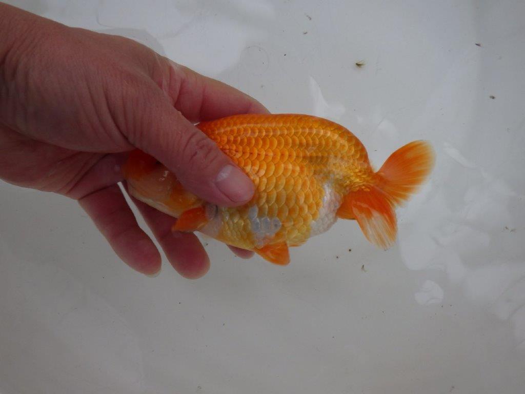 【 愛知ベテランブリーダー石黒氏 】二歳会に向けて!当歳らんちゅう 約15㎝ 四ッ尾 二本舵 メス