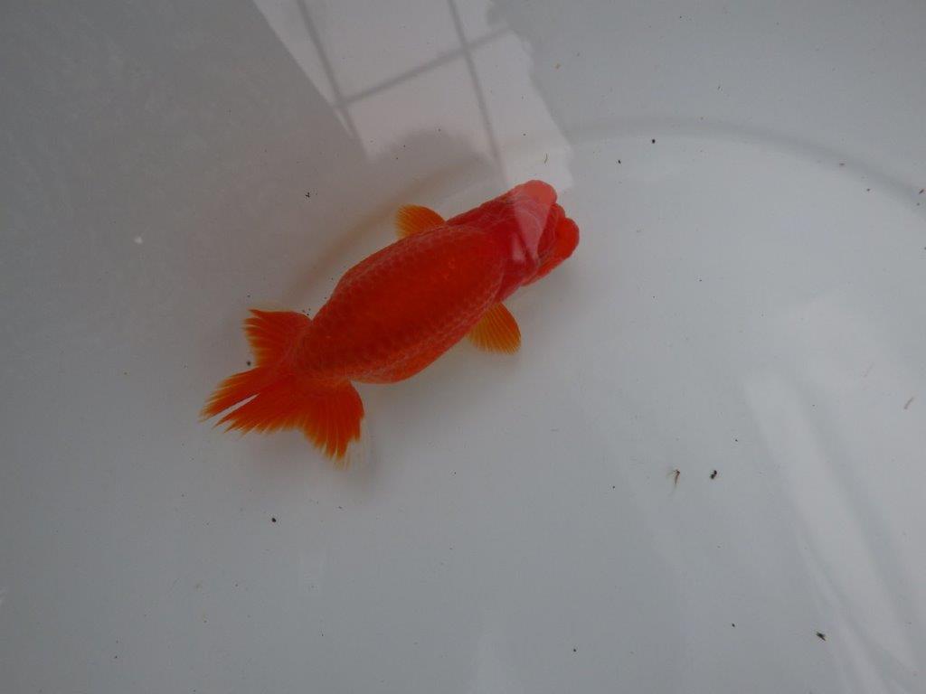 【浜松 根木 清次 氏】色艶が良く背も綺麗ならんちゅう 約11,5㎝  オス