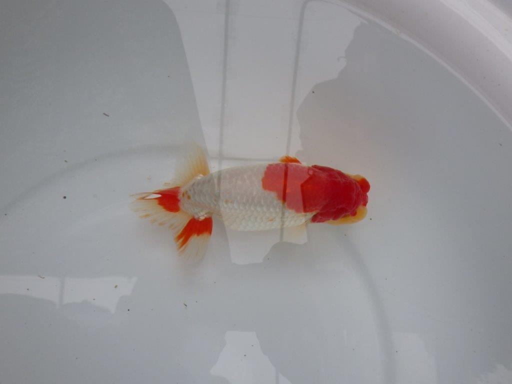 【浜松 根木 清次 氏】尾張りが良く二歳つくりにお勧めらんちゅう 約15㎝  オス