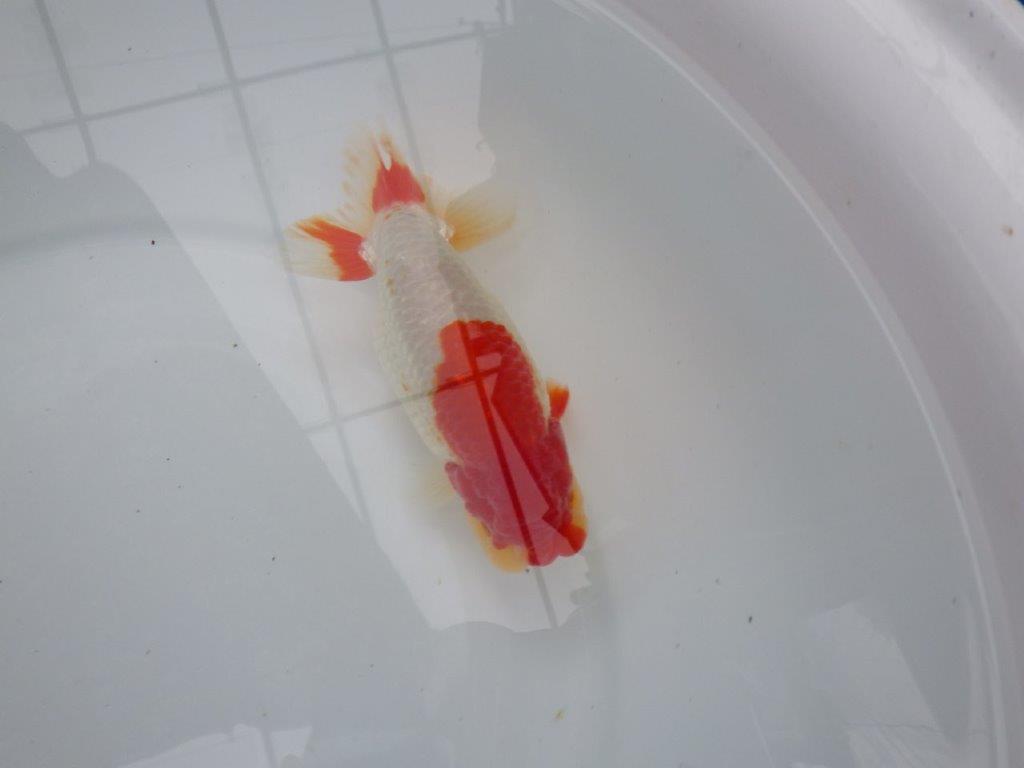 【浜松 根木 清次 氏】尾張りが良く二歳つくりにお勧めらんちゅう 約15㎝  オス