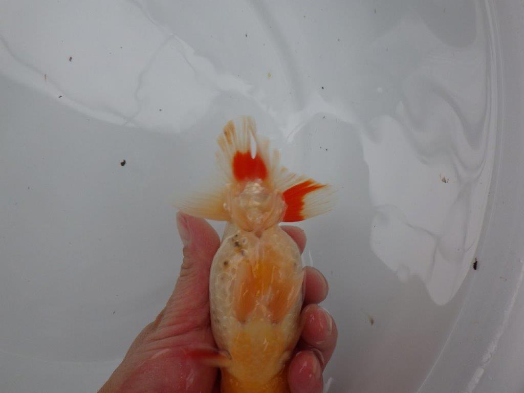 【浜松 根木 清次 氏】尾張りが良く二歳つくりにお勧めらんちゅう 約15㎝  オス