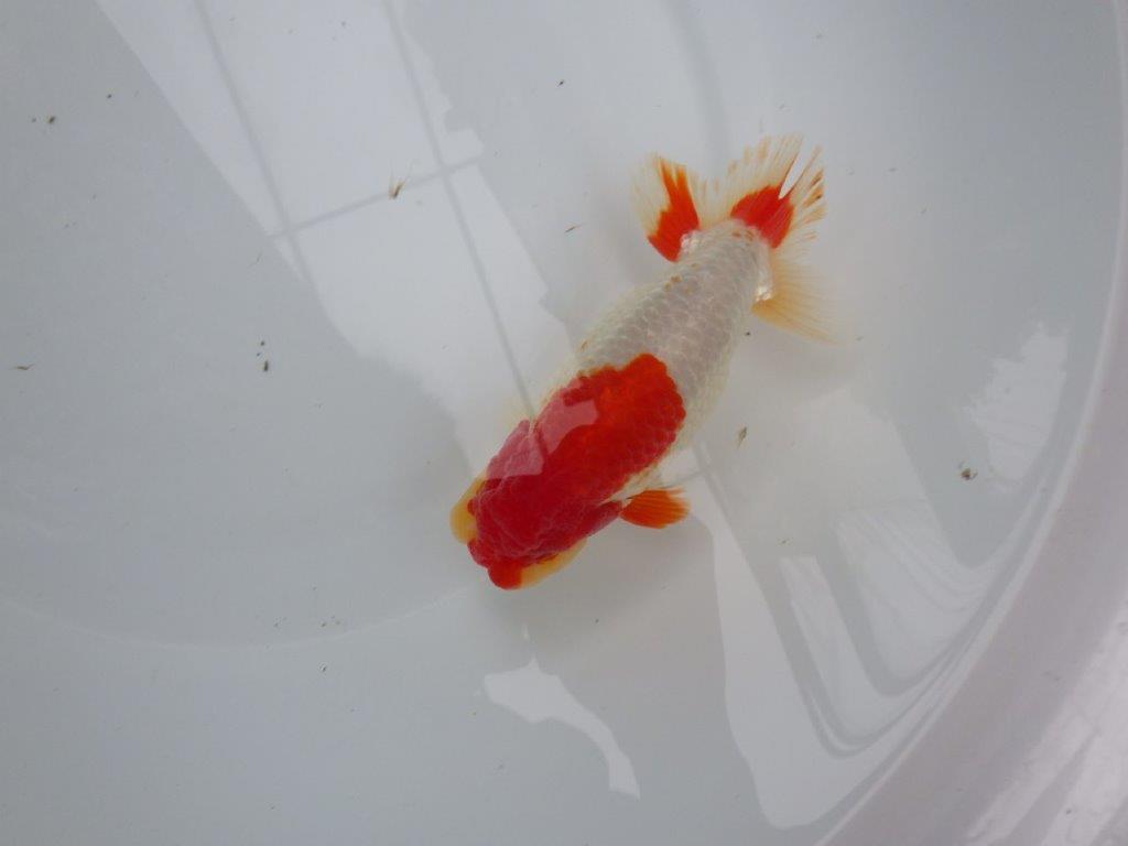 【浜松 根木 清次 氏】尾張りが良く二歳つくりにお勧めらんちゅう 約15㎝  オス