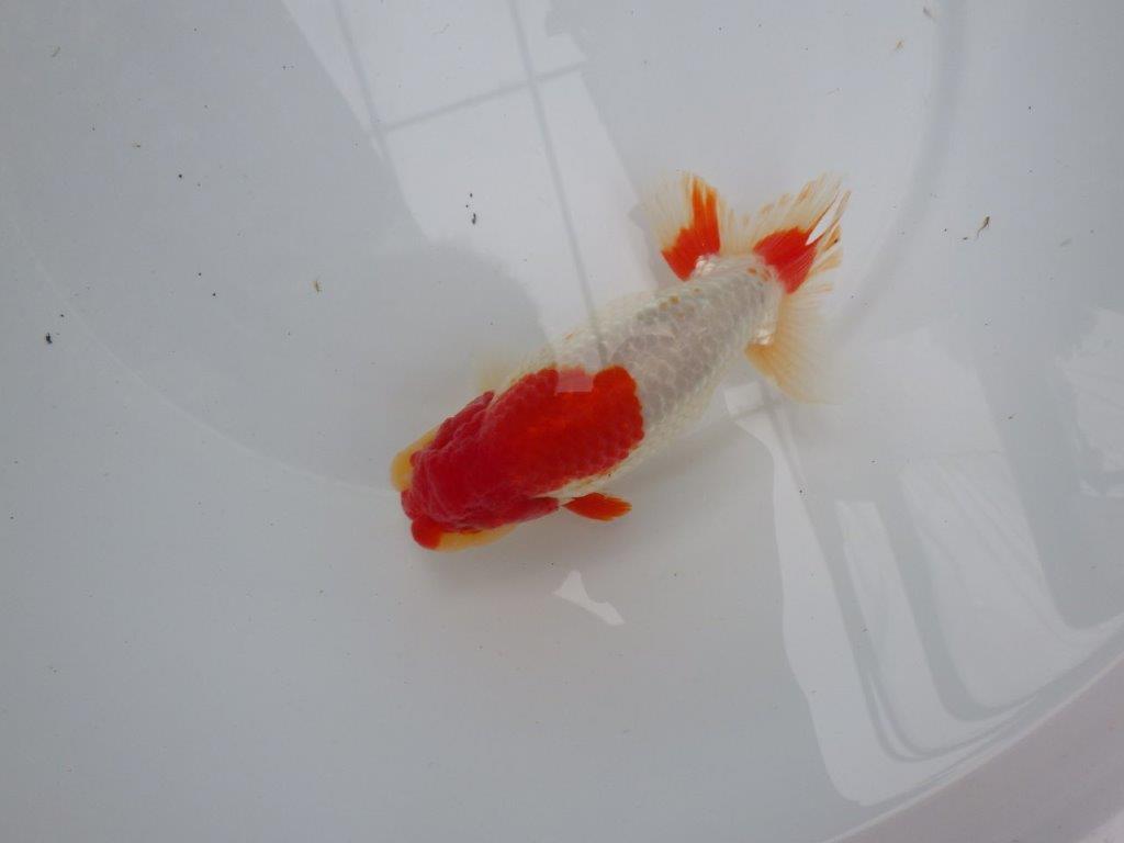 【浜松 根木 清次 氏】尾張りが良く二歳つくりにお勧めらんちゅう 約15㎝  オス