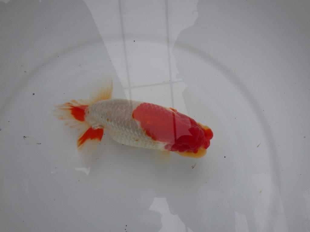 【浜松 根木 清次 氏】尾張りが良く二歳つくりにお勧めらんちゅう 約15㎝  オス