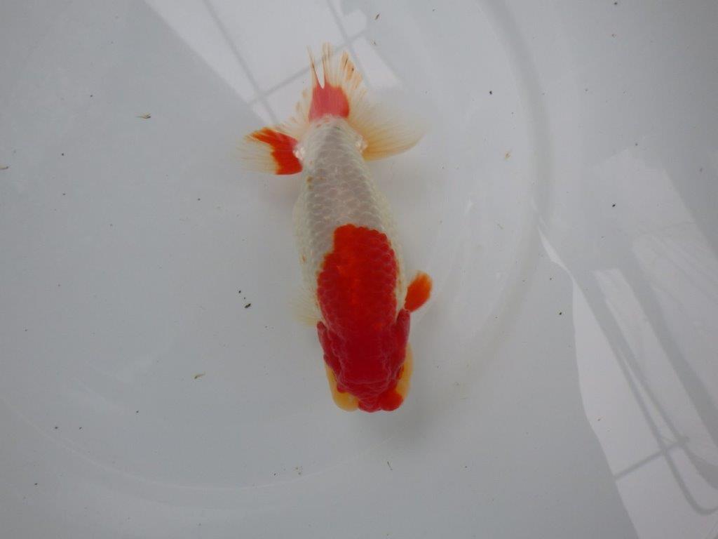 【浜松 根木 清次 氏】尾張りが良く二歳つくりにお勧めらんちゅう 約15㎝  オスの上身