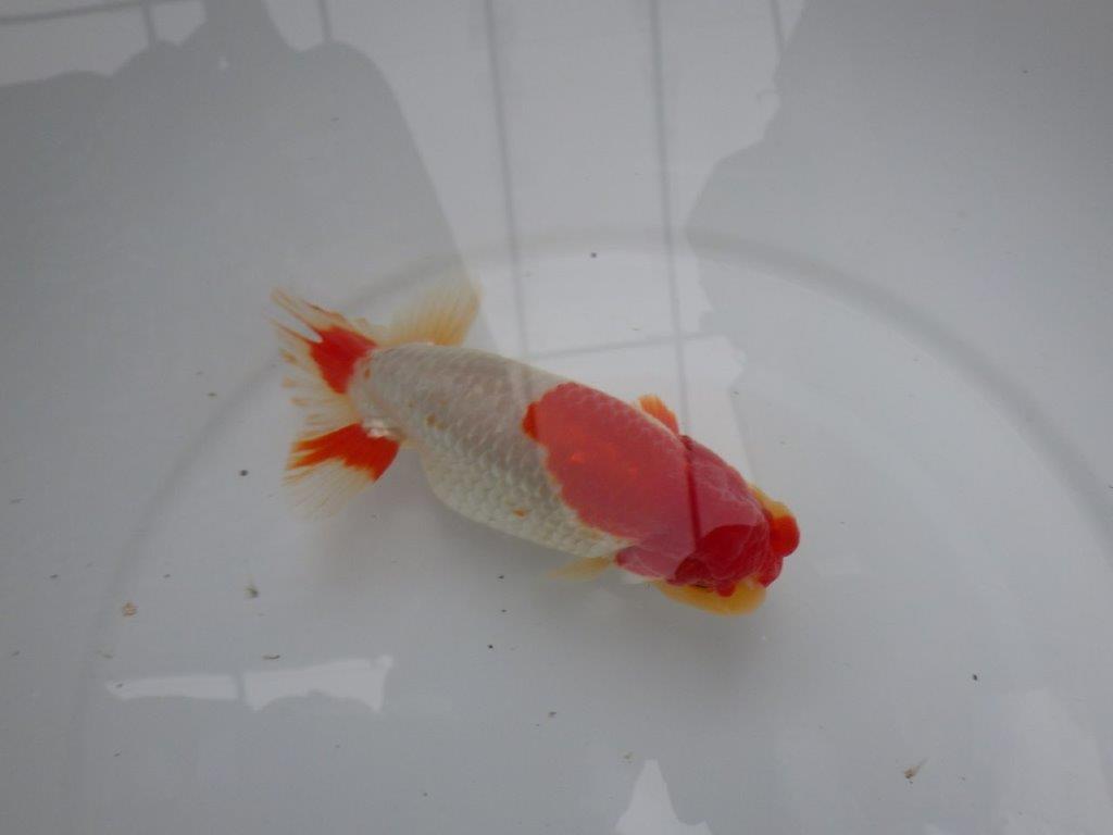 【浜松 根木 清次 氏】尾張りが良く二歳つくりにお勧めらんちゅう 約15㎝  オス