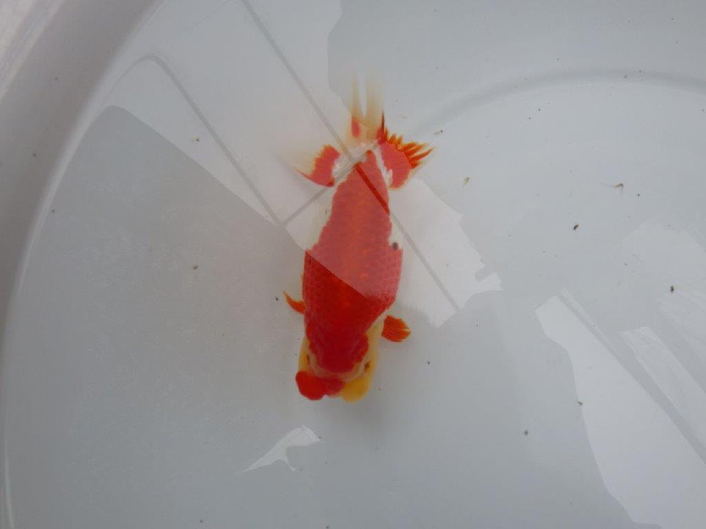 【浜松 根木 清次 氏】来春の二歳会に向けて飼い込みお勧めらんちゅう 約14㎝  オス