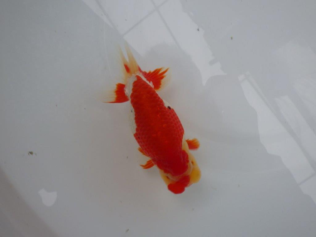 【浜松 根木 清次 氏】来春の二歳会に向けて飼い込みお勧めらんちゅう 約14㎝  オスの上身