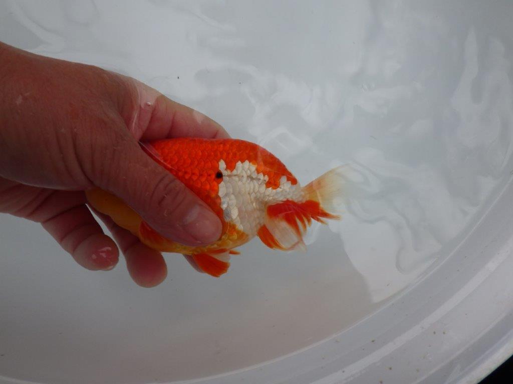 【浜松 根木 清次 氏】来春の二歳会に向けて飼い込みお勧めらんちゅう 約14㎝  オス