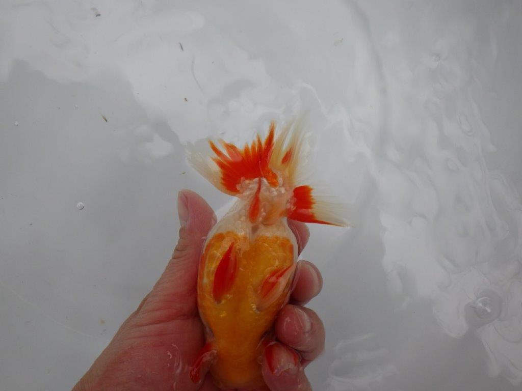 【浜松 根木 清次 氏】来春の二歳会に向けて飼い込みお勧めらんちゅう 約14㎝  オス