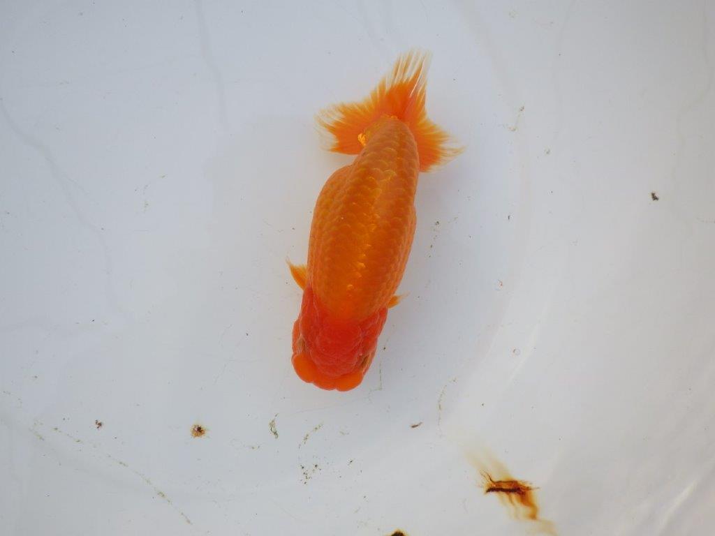 【 愛知超優良系統様】飼い込みお勧め！当歳らんちゅう 四ッ尾 二本舵 約1５,5㎝メス?の上身