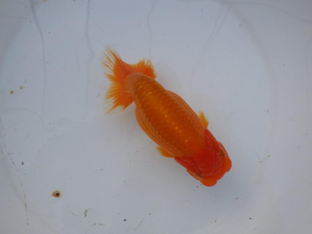 【 愛知超優良系統様】飼い込みお勧め！当歳らんちゅう 四ッ尾 二本舵 約1５,5㎝メス?