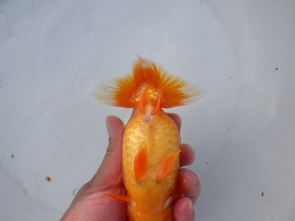 【 愛知超優良系統様】飼い込みお勧め！当歳らんちゅう 四ッ尾 二本舵 約1５,5㎝メス?