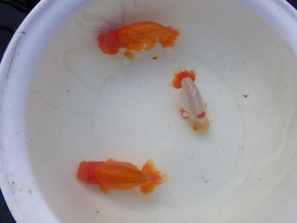 【 愛知超優良系統様】インパクトのある更紗 当歳らんちゅう 四ッ尾 二本舵 約15,5㎝  オス