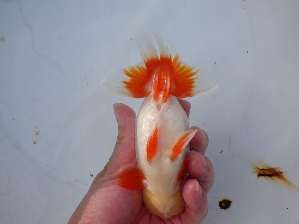 【 愛知超優良系統様】インパクトのある更紗 当歳らんちゅう 四ッ尾 二本舵 約15,5㎝  オス