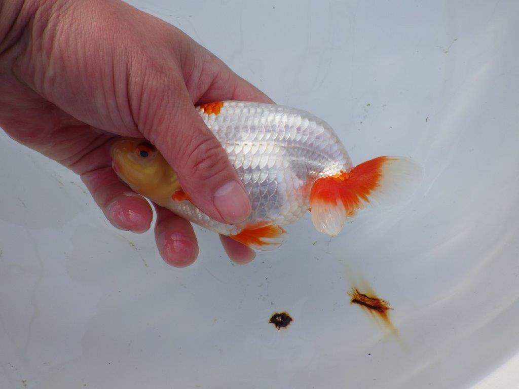 【 愛知超優良系統様】インパクトのある更紗 当歳らんちゅう 四ッ尾 二本舵 約15,5㎝  オス