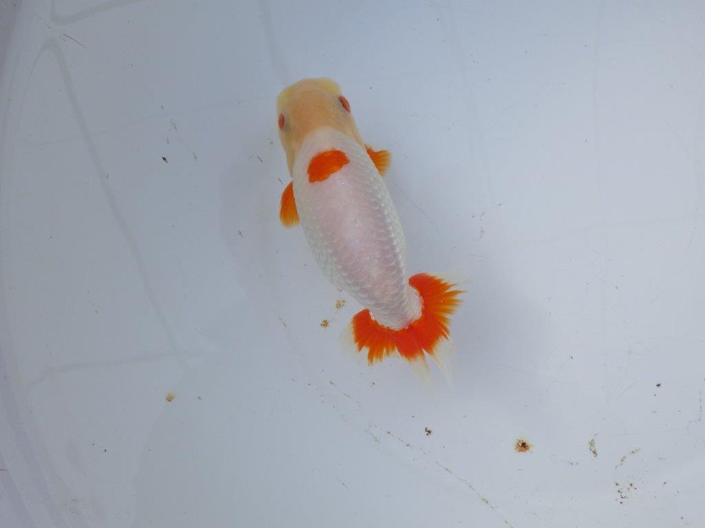 【 愛知超優良系統様】インパクトのある更紗 当歳らんちゅう 四ッ尾 二本舵 約15,5㎝  オス