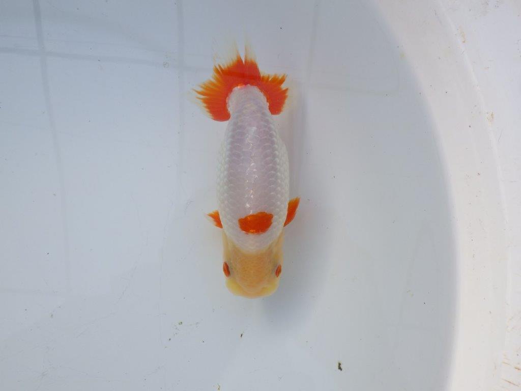 【 愛知超優良系統様】インパクトのある更紗 当歳らんちゅう 四ッ尾 二本舵 約15,5㎝  オス