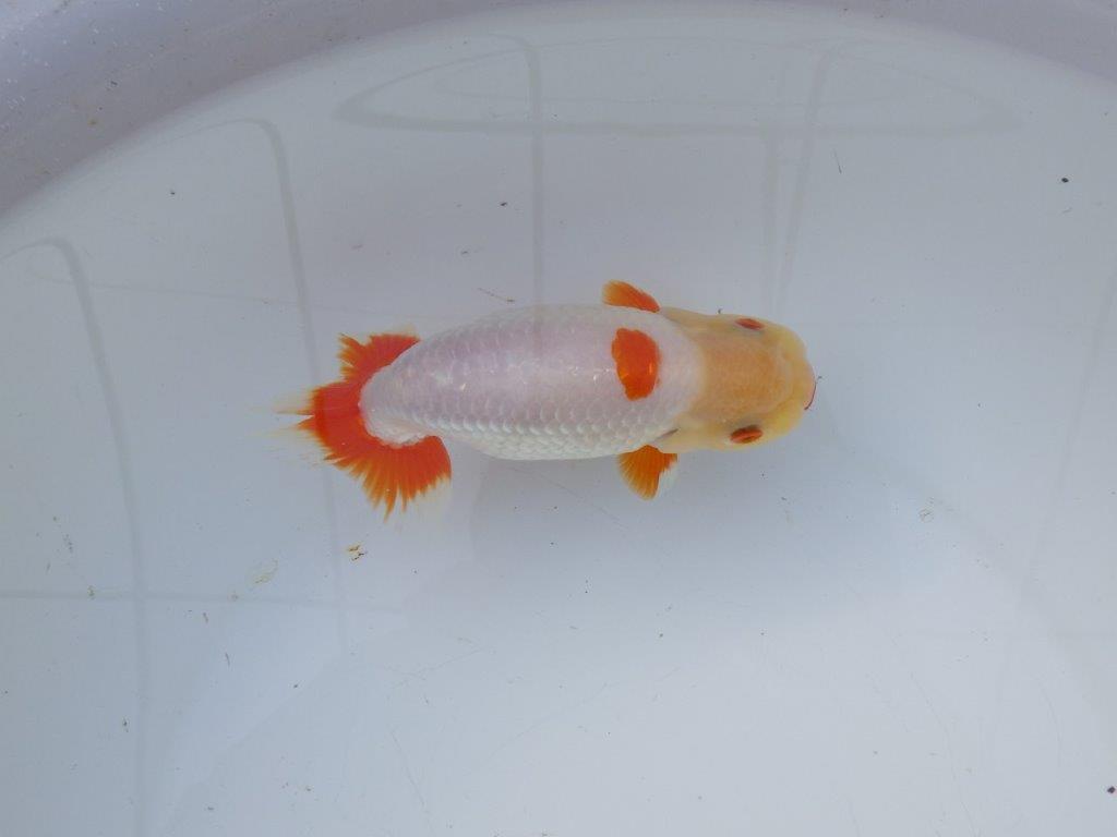 【 愛知超優良系統様】インパクトのある更紗 当歳らんちゅう 四ッ尾 二本舵 約15,5㎝  オス