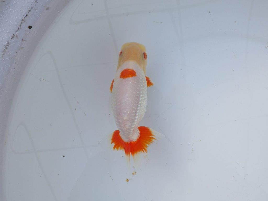 【 愛知超優良系統様】インパクトのある更紗 当歳らんちゅう 四ッ尾 二本舵 約15,5㎝  オス