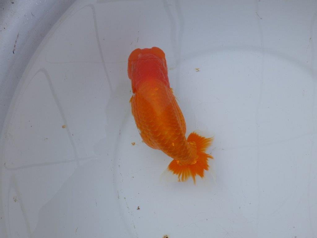 【 愛知超優良系統様】背も綺麗で大きめサイズ 当歳らんちゅう 四ッ尾 二本舵 約16,5㎝  メス？