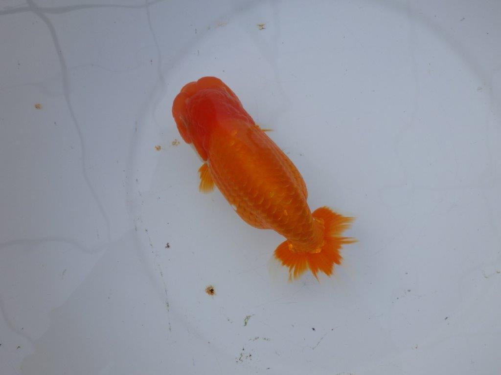 【 愛知超優良系統様】背も綺麗で大きめサイズ 当歳らんちゅう 四ッ尾 二本舵 約16,5㎝  メス？