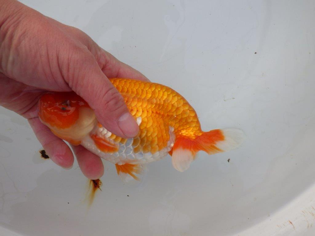 愛知超優良系統様】背も綺麗で大きめサイズ 当歳らんちゅう 四ッ尾 二