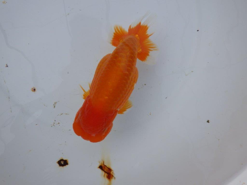 愛知超優良系統様】背も綺麗で大きめサイズ 当歳らんちゅう 四ッ尾 二