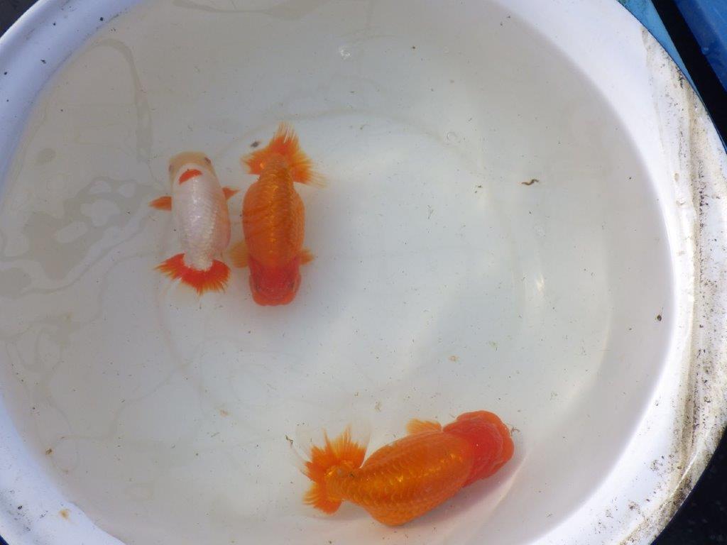 らんちゅう 優良系統 当歳 大きめサイズ 愛知超優良系統様】背も綺麗で大きめサイズ 当歳らんちゅう 四ッ尾 二