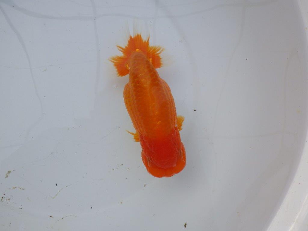 【 愛知超優良系統様】背も綺麗で大きめサイズ 当歳らんちゅう 四ッ尾 二本舵 約16,5㎝  メス？